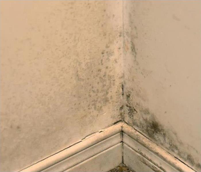 mold growth along baseboard and bottom of wall