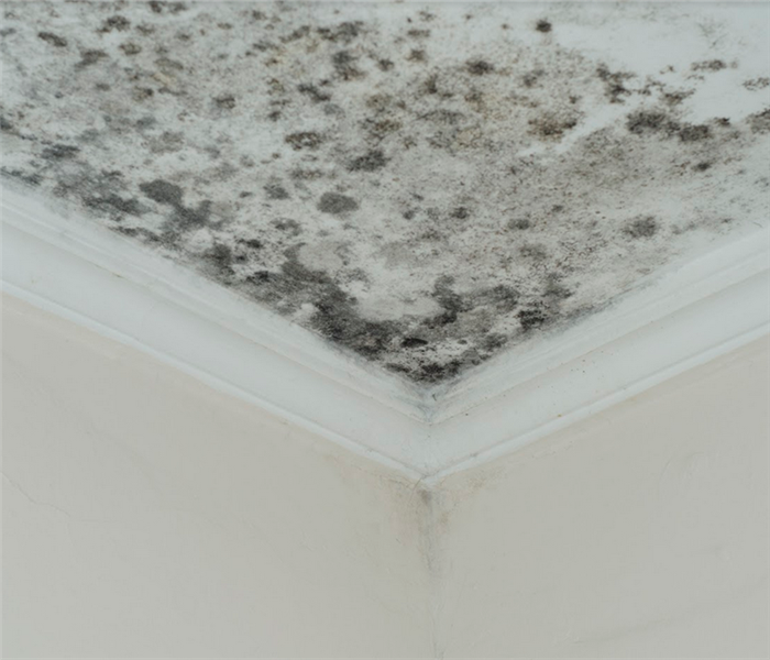 a mold covered ceiling in the corner of a room